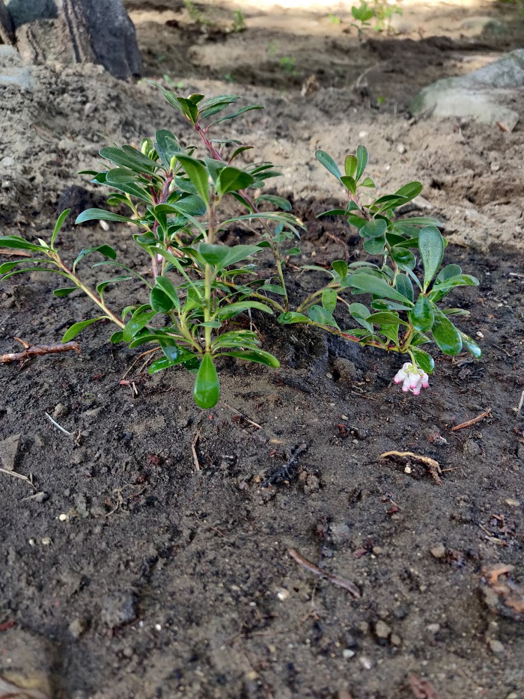 Beagle Run Nursery & Orchard | 1586 Bruce County Rd 17, Port Elgin, ON N0H 2C4, Canada | Phone: (519) 389-5069