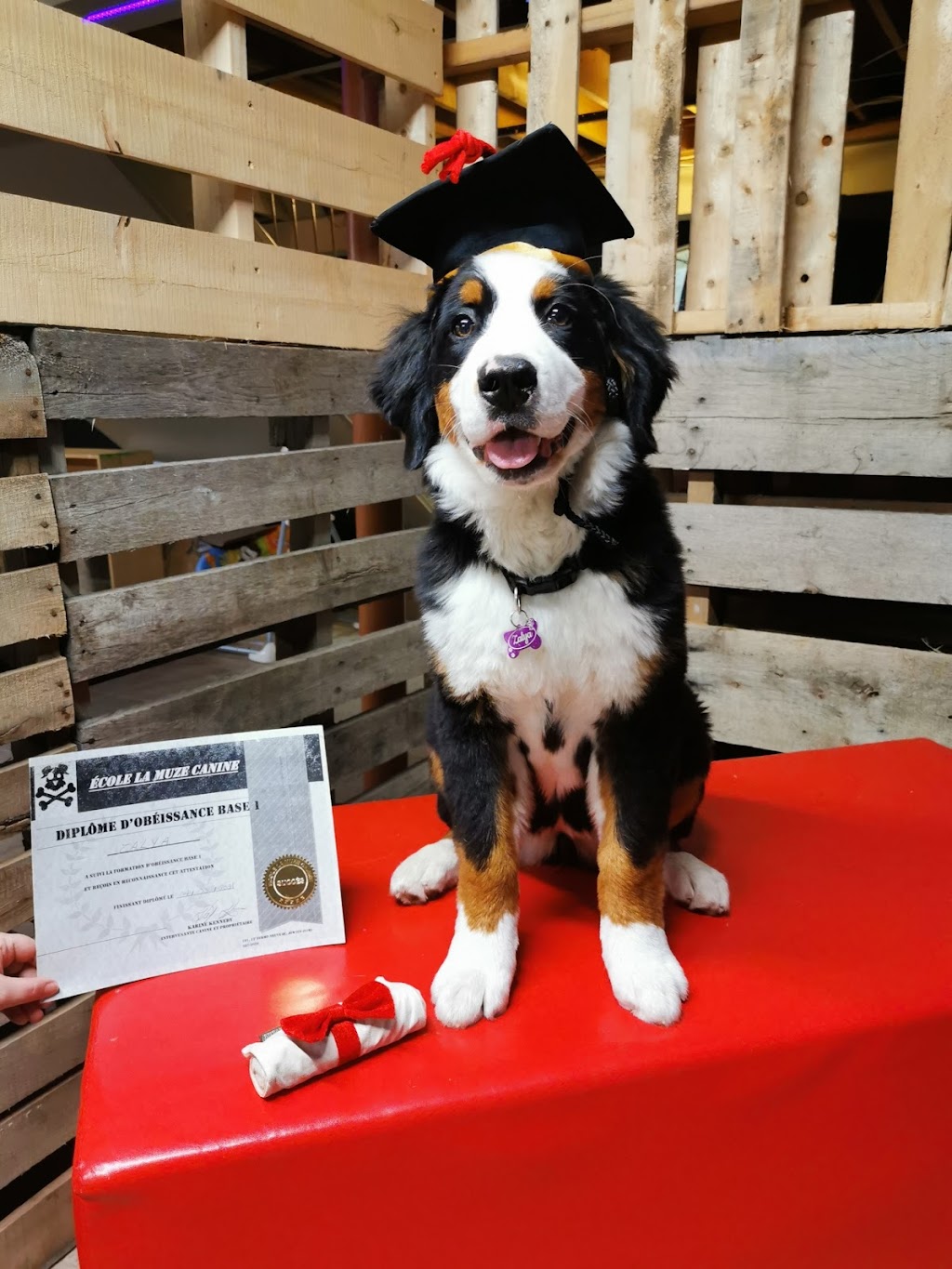 La Muze canine | 191 12 Rue, Ferme-Neuve, QC J0W 1C0, Canada | Phone: (819) 587-3020