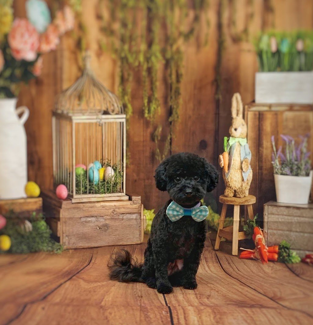 Groomingdale’s pet grooming | 264 Baker Dr, Dartmouth, NS B2W 6L4, Canada | Phone: (902) 464-6460