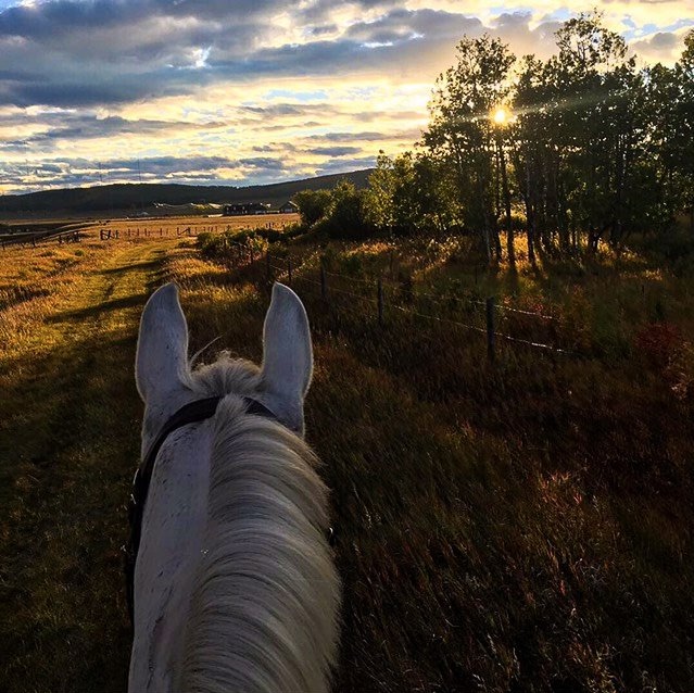 Nordic Farms | 144135 370 Ave W, AB T0L 0H0, Canada | Phone: (403) 813-8779
