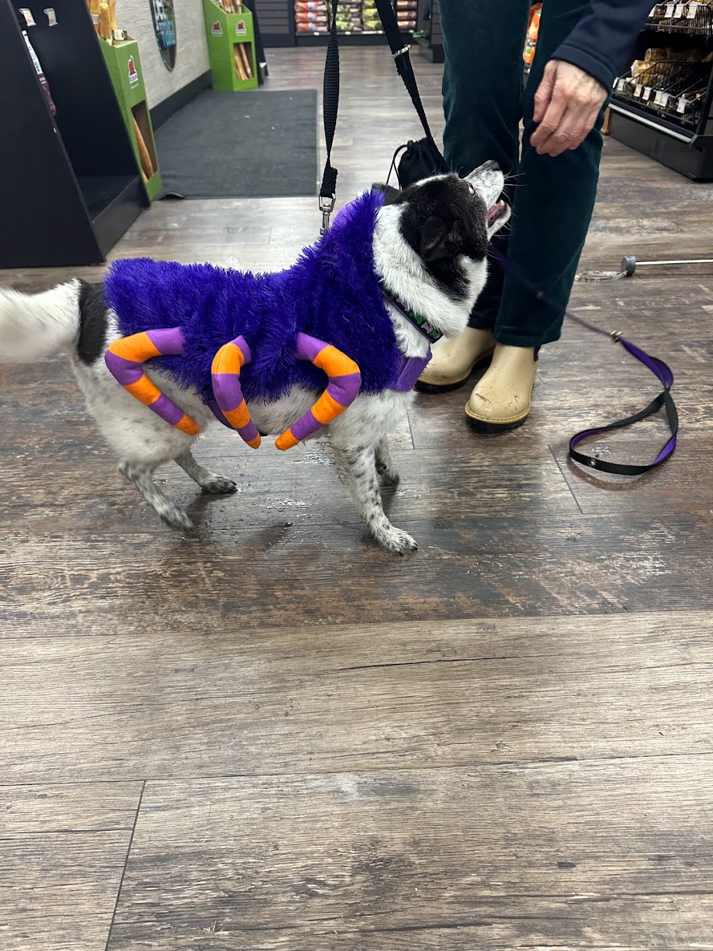Pet Valu | 12 Elizabeth St, Brighton, ON K0K 1H0, Canada | Phone: (613) 475-4050