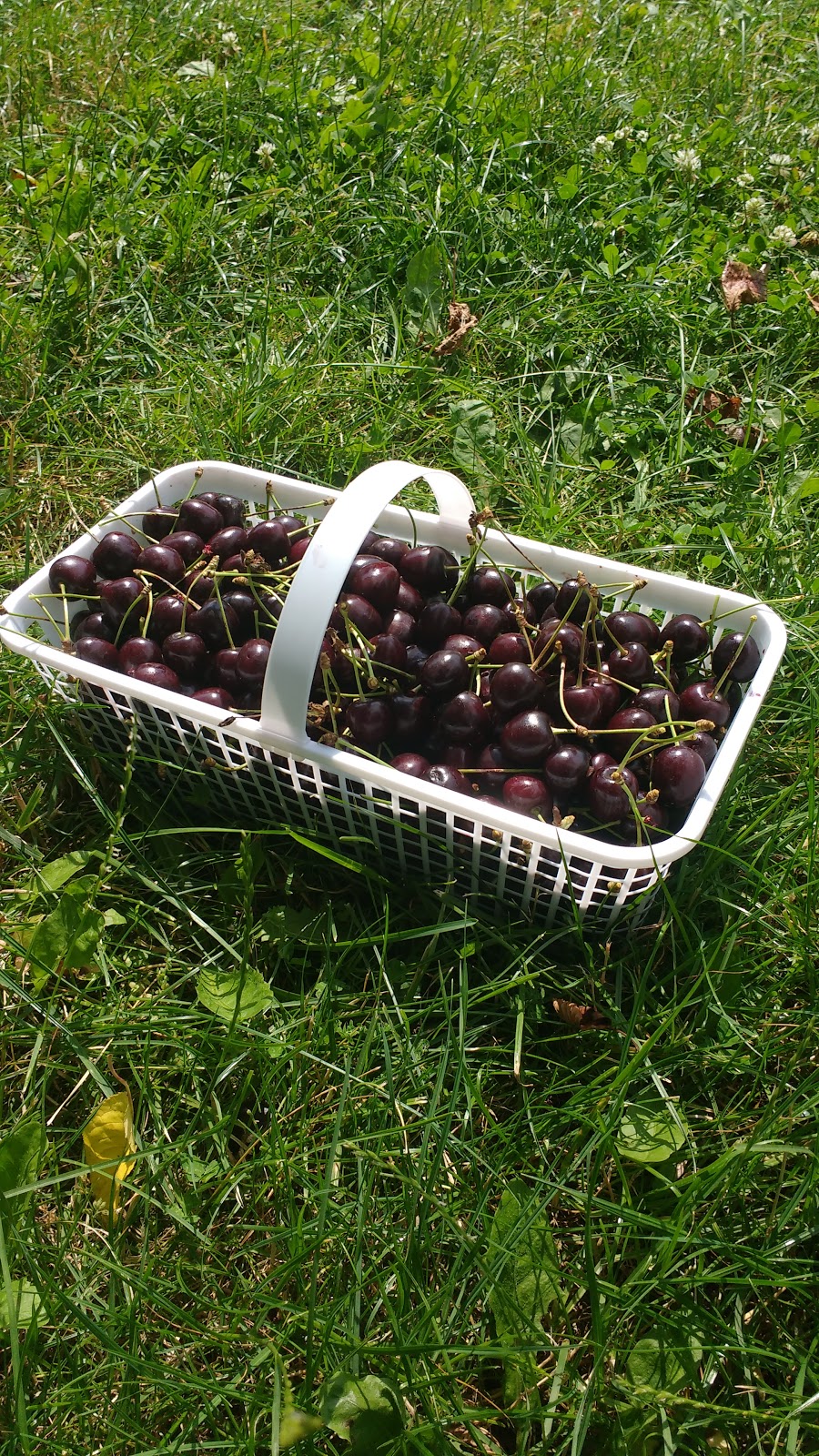 Mathias Farms | 1909 Effingham St, Ridgeville, ON L0S 1M0, Canada | Phone: (905) 892-6166