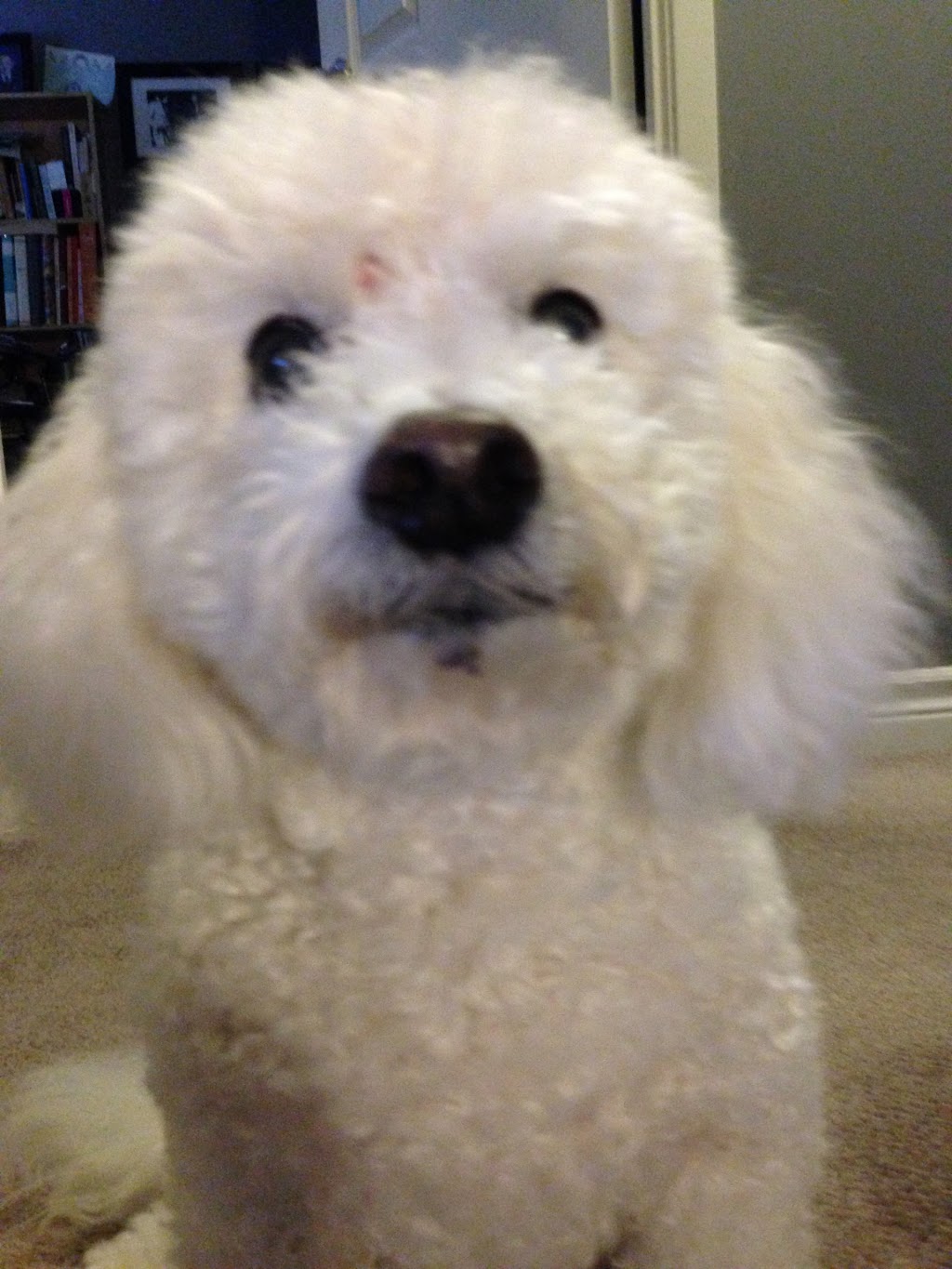 East London Animal Hospital | 417 Spruce, London, ON N5W 4P2, Canada | Phone: (519) 453-6030
