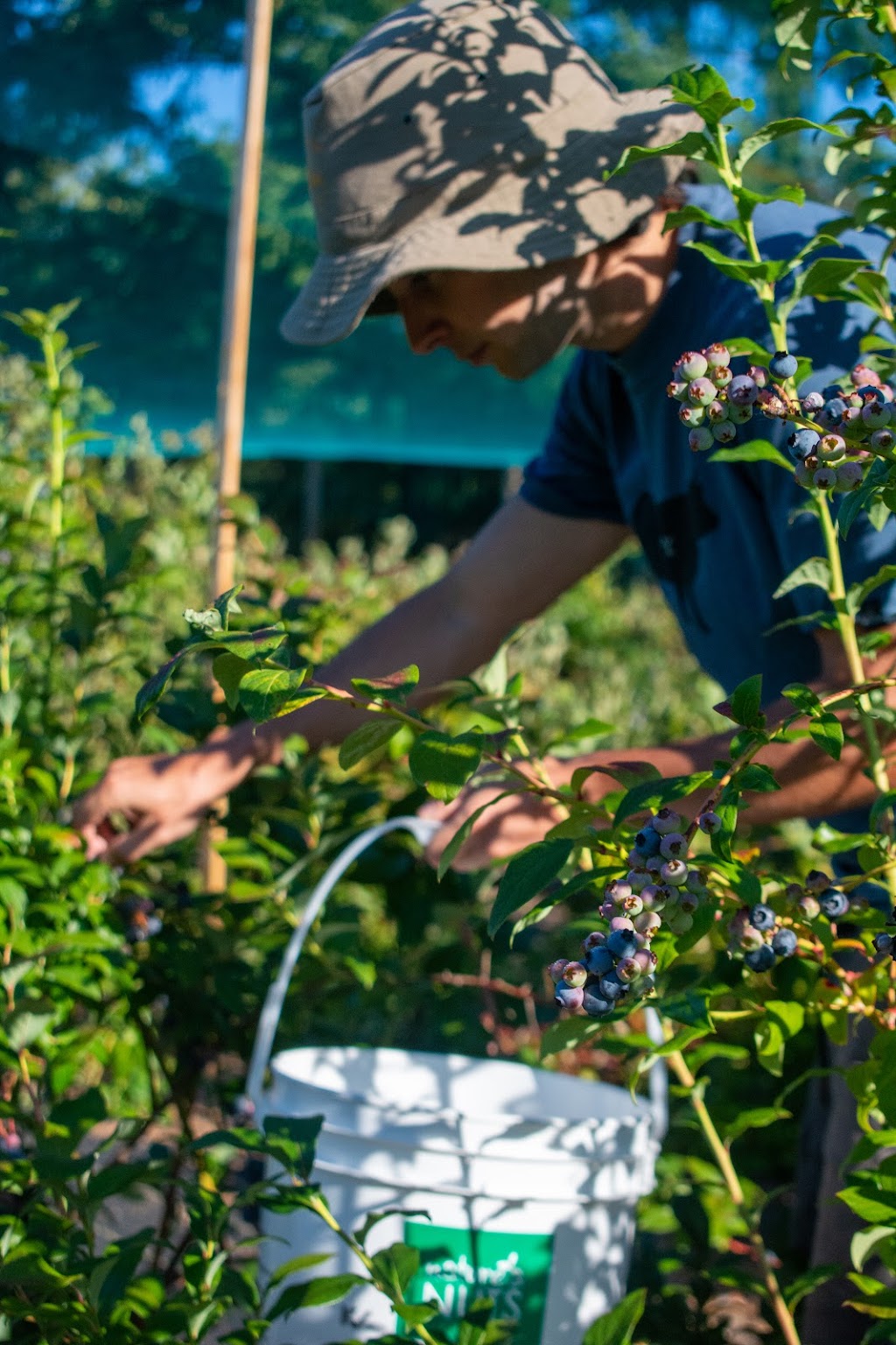 Blueberry Fields Forever (Duncan BC) | 5595 Jordans Ln, Duncan, BC V9L 6J1, Canada | Phone: (250) 715-0084