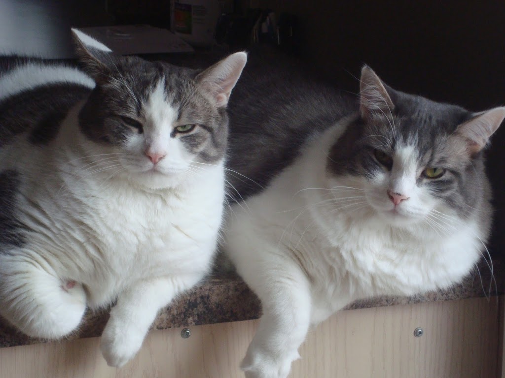 Ruffins Pet Centre- Smithville | 249 St Catharines St, Smithville, ON L0R 2A0, Canada | Phone: (905) 957-6373
