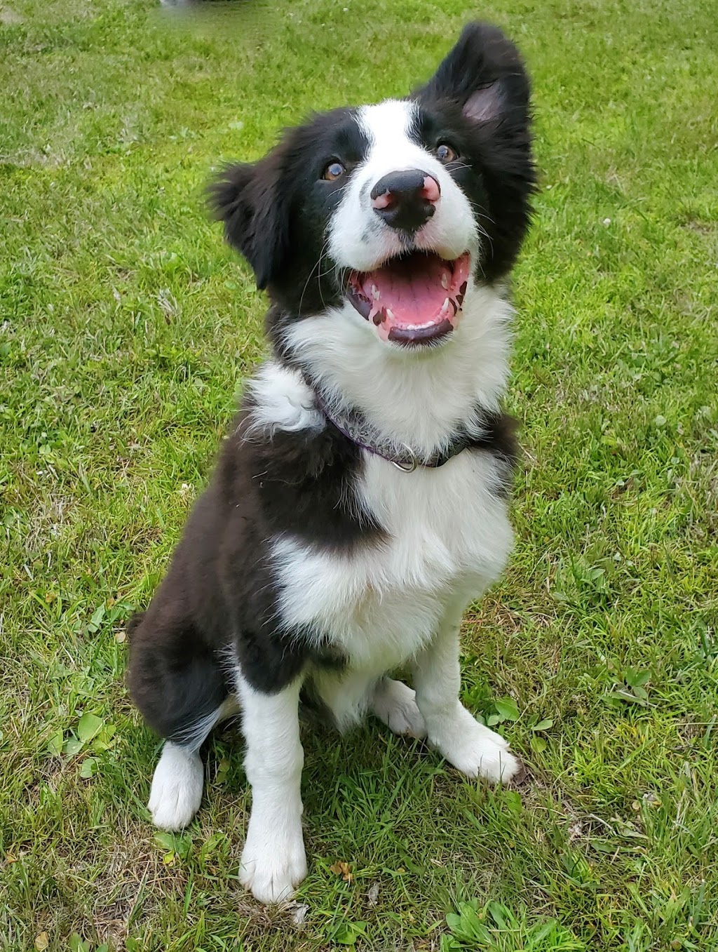 Paragon Pooch CPDT-KA | 80 Chemin Moulton Hill, Sherbrooke, QC J1M 2K4, Canada | Phone: (819) 919-3486