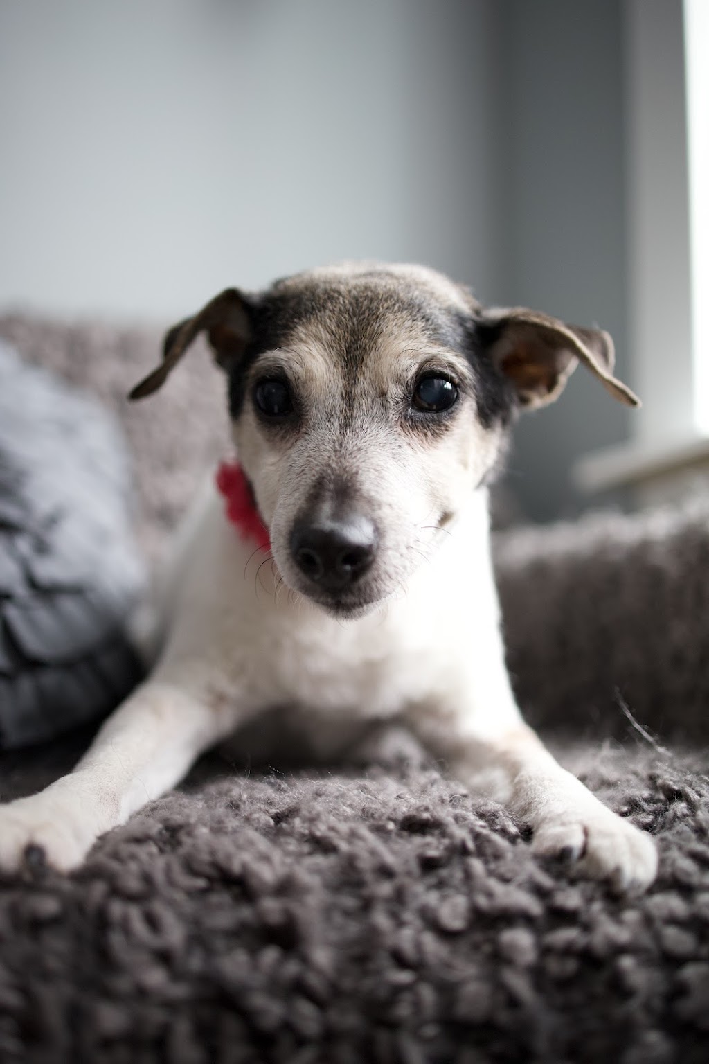 A Tail Above Grooming | 65974 Ogilview Dr, Hope, BC V0X 1L1, Canada | Phone: (604) 869-1738