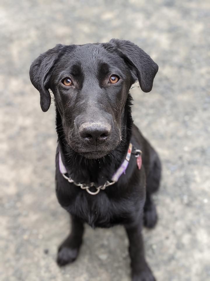 Complete K9 | 2618 Treit Rd, Shawnigan Lake, BC V0R 2W2, Canada | Phone: (604) 308-7573