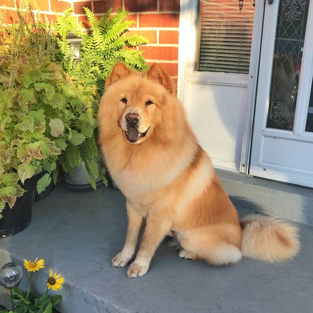 Pet Valu | 5029 Hurontario St, Mississauga, ON L4Z 3X7, Canada | Phone: (905) 501-1176