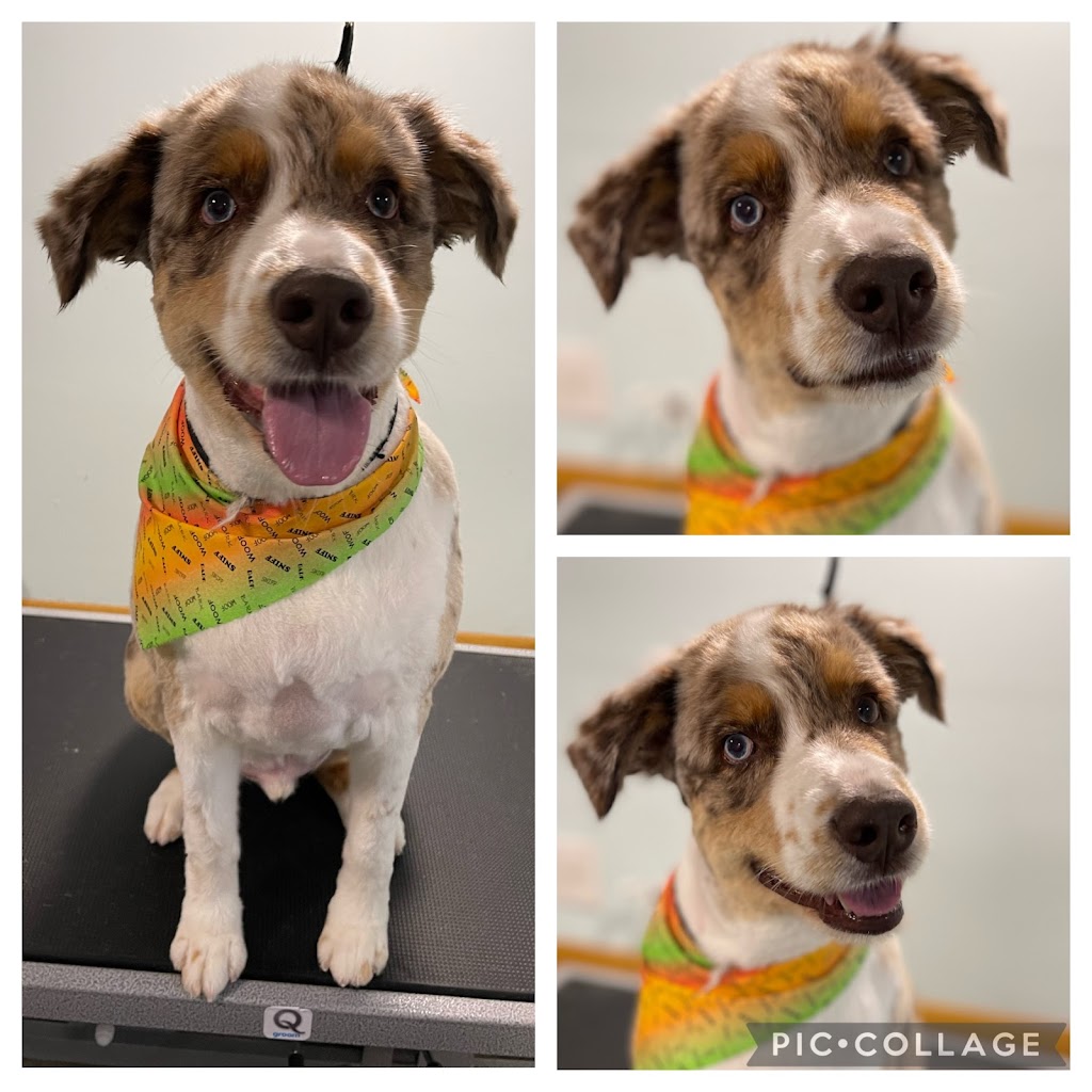 Bath & Doggy Works Grooming | 2558 25th Side Rd, Innisfil, ON L9S 3V2, Canada | Phone: (705) 321-3272