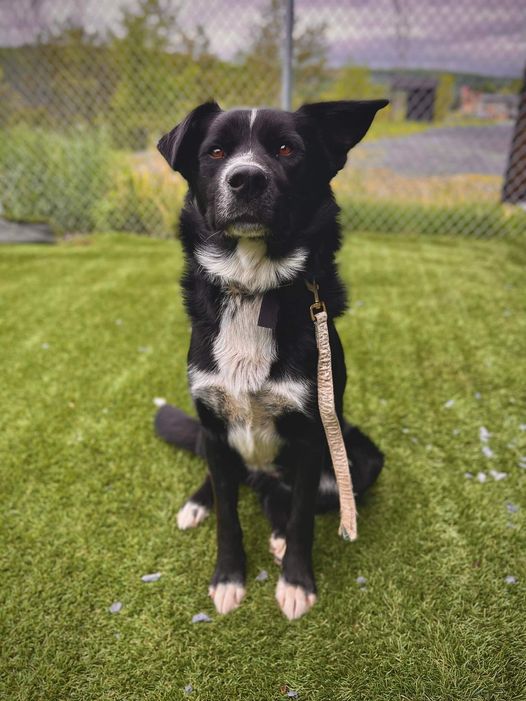 Société protectrice des animaux (SPA) Ville de Lévis | 8100 Rue du Blizzard, Charny, QC G6X 1C9, Canada | Phone: (418) 832-2525