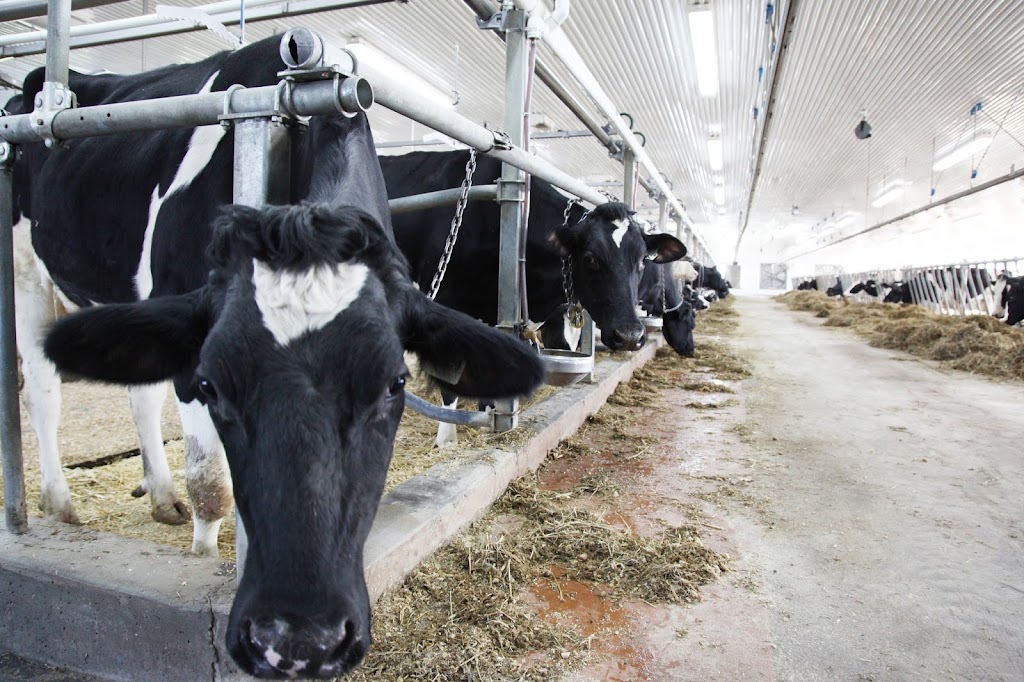 Ferme Séric inc. | 43 Rang Double, Napierville, QC J0J 1L0, Canada | Phone: (514) 977-6388