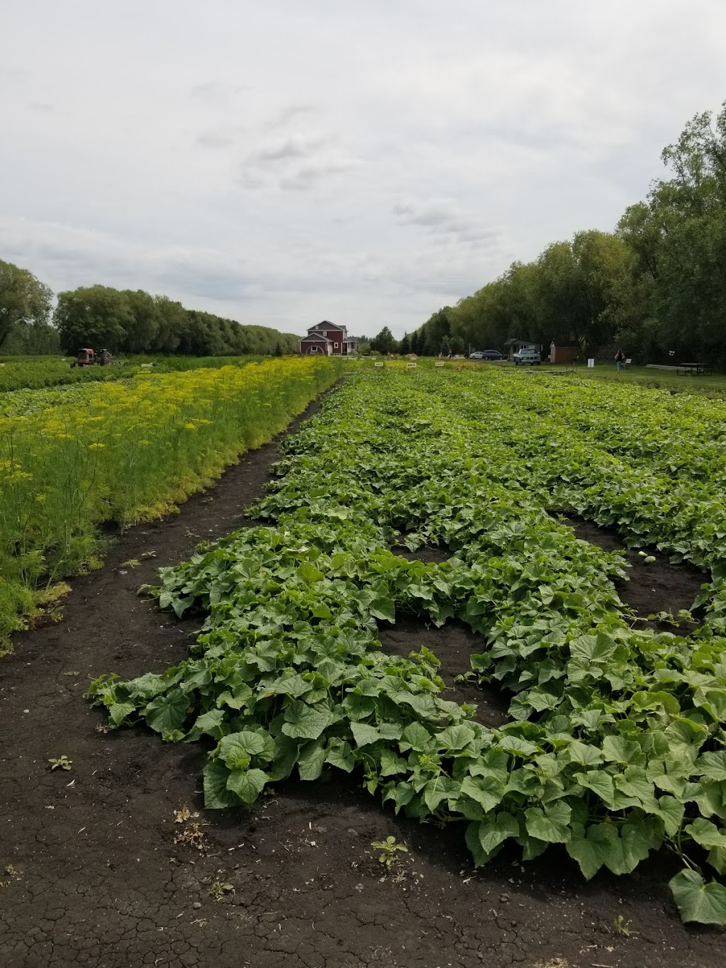 Floodway Gardens | 567 Shalom Path, Narol, MB R1C 0C3, Canada | Phone: (204) 661-9162
