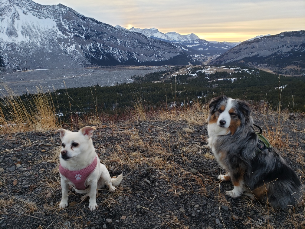 Bellevue Veterinary Clinic | 2468 213 St, Bellevue, AB T0K 0C0, Canada | Phone: (403) 563-5400