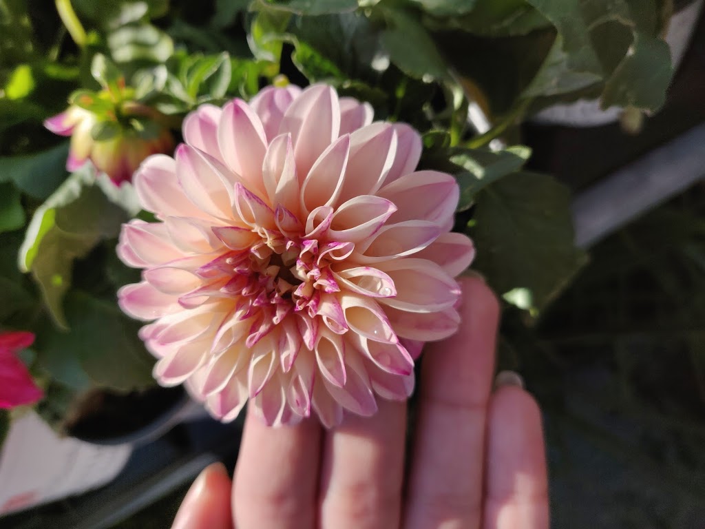 Plant store | Cooksville, Mississauga, ON L5B 4M3, Canada | Phone: (905) 275-6171