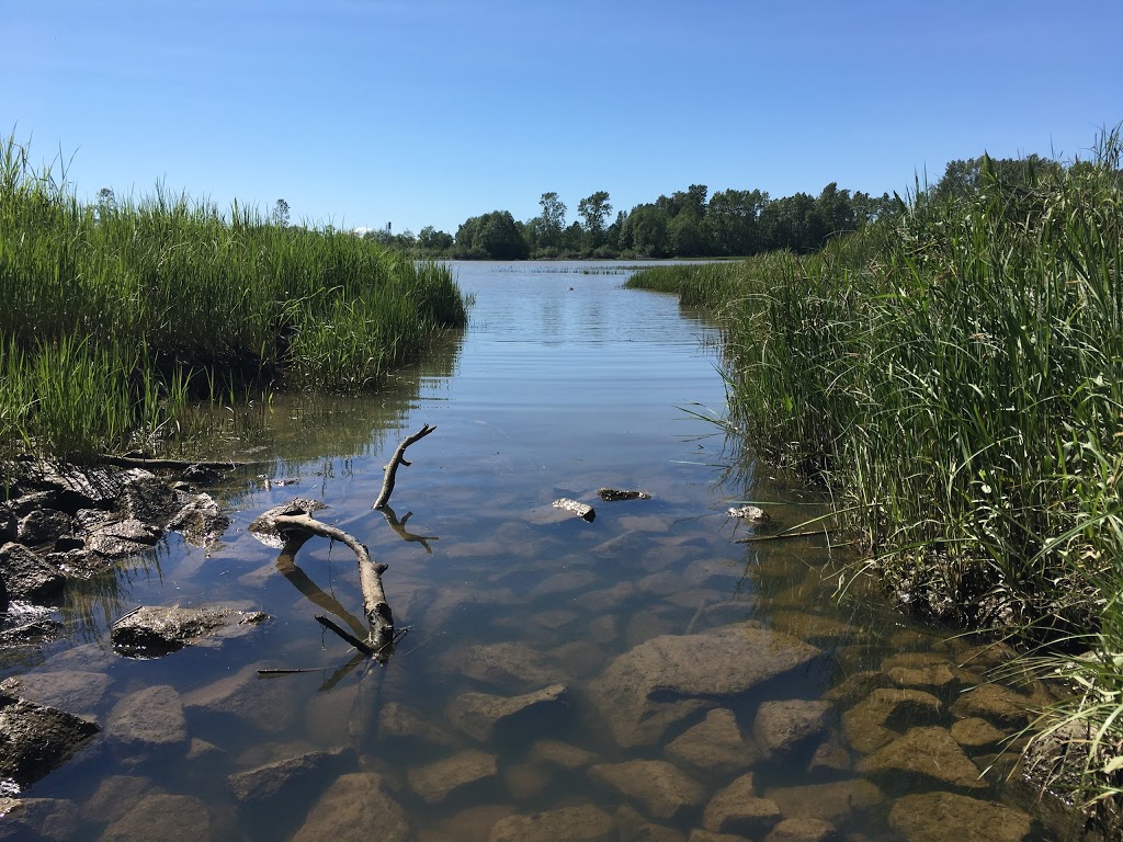 South Arm Marshes Wildlife Management Area | 5011 River Rd, Delta, BC V4K 1S7, Canada