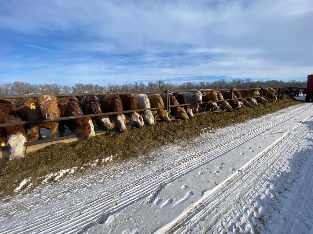 Ridge Road Welding | 107085 Rd 85 W, Kelwood, MB R0J 0Y0, Canada | Phone: (204) 967-2727