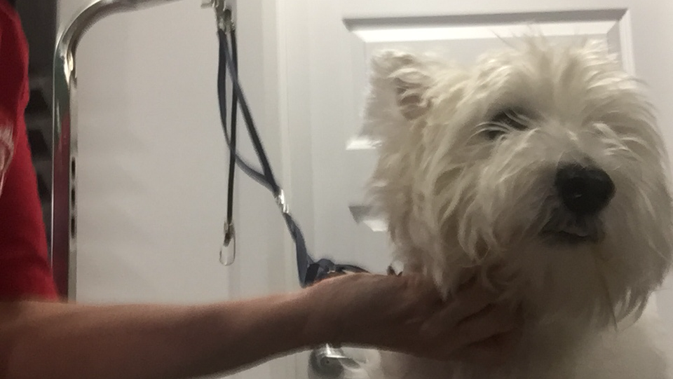 Tonte Passion Westie petit chien Westie | 9924 Rue de la Camomille, Québec, QC G2B 0P5, Canada | Phone: (581) 982-3615