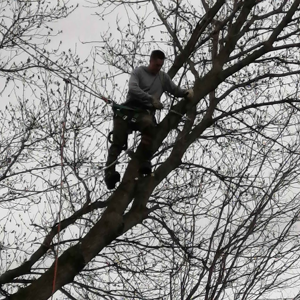 AJL Tree Service | 1891 Bowmanton Rd #2, Roseneath, ON K0K 2X0, Canada | Phone: (289) 829-1151