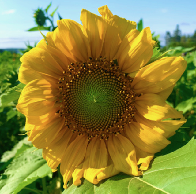 Fortune Bridge Farms & Tobys Farm Market | 1444 Veterans Memorial Hwy, Souris, PE C0A 2B0, Canada | Phone: (902) 215-0219