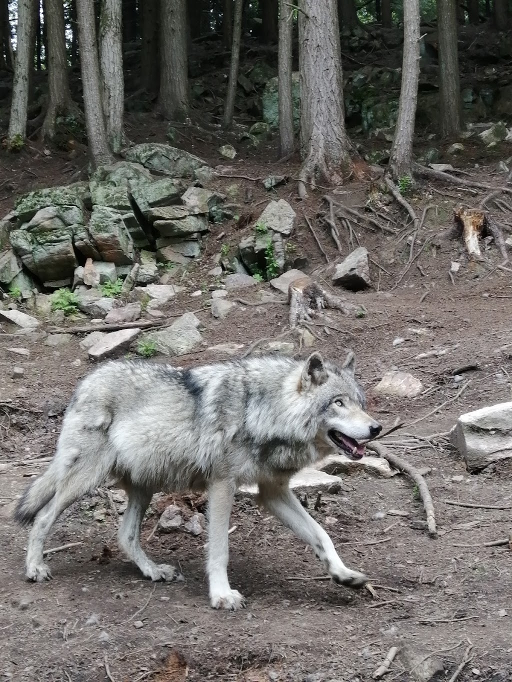 Parc Omega | 399 QC-323, Montebello, QC J0V 1L0, Canada | Phone: (819) 423-5487