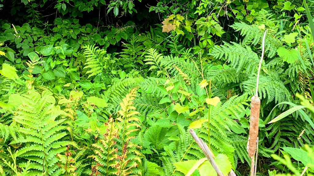 BioÉco Environnement | 264 Rang Saint-Jean-Baptiste, Saint-Chrysostome, QC J0S 1R0, Canada | Phone: (438) 821-5572