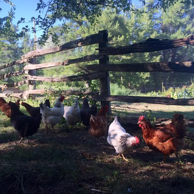 Villa Vida Loca Farm Market | 13350 ON-12, Sunderland, ON L0C 1H0, Canada | Phone: (416) 520-0249