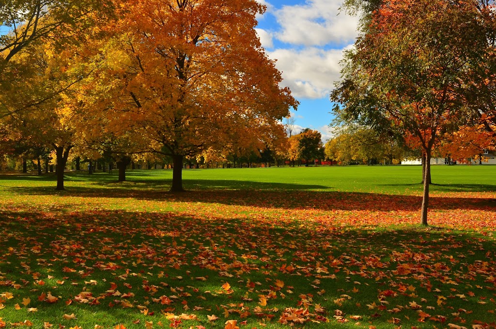 BB | Magwood Park, York, ON M6S 2J2, Canada | Phone: (647) 874-1218