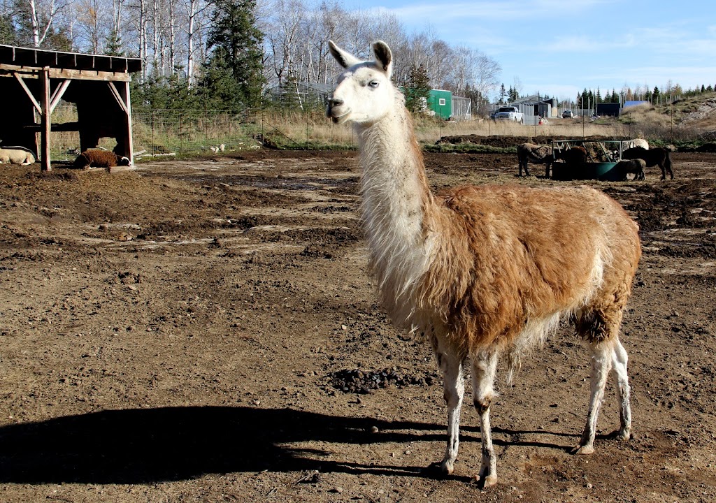 Zoo Falardeau | 309 2e Rang, Le Fjord-du-Saguenay, QC G0V 1C0, Canada | Phone: (418) 673-4602