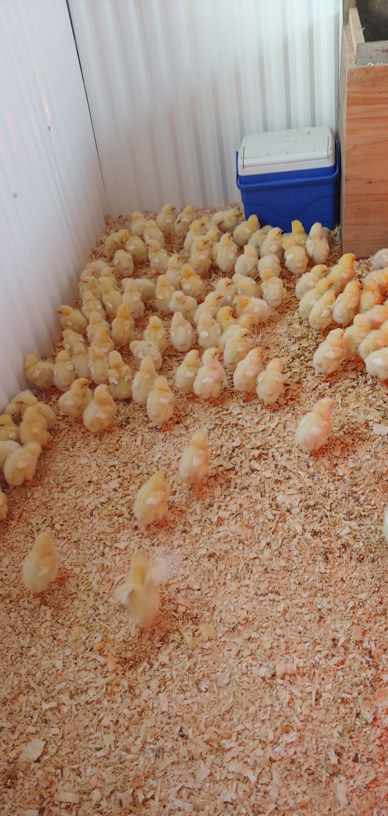 Still Meadow Farm | 235492 23rd Line, Thamesford, ON N0M 2M0, Canada | Phone: (519) 701-9988