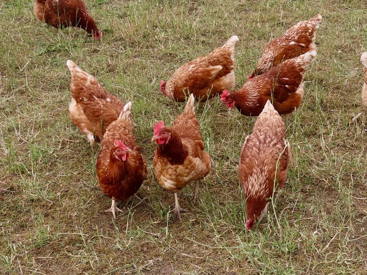 Heidis Organic Homestead | 229 Cowling Rd, Roseneath, ON K0K 2X0, Canada | Phone: (905) 207-4169