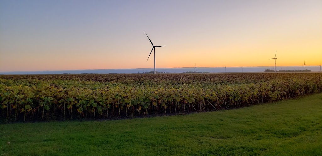 Remillard Seed Farm | Rd 2 E, Manitoba R0G, Canada, Canada | Phone: (204) 324-4106