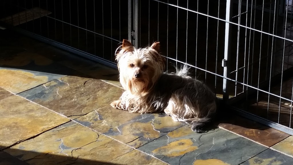 Escape to the Country Dog & Cat Boarding Kennels | Range Road 21, Okotoks, AB T1S 1A1, Canada | Phone: (403) 618-0760