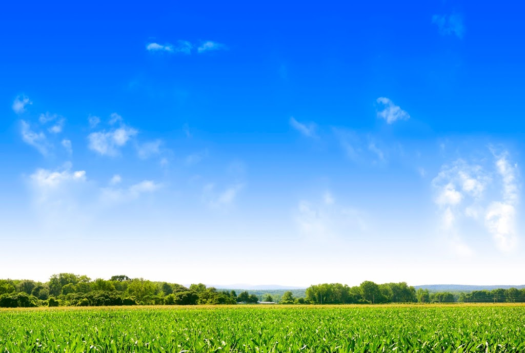 Wardlaws Poultry Farm | 6037 Simcoe County Rd 27, Cookstown, ON L0L 1L0, Canada | Phone: (877) 662-8262