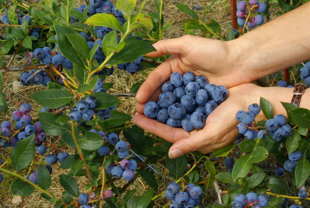 Paradis des Fruits Dunham | 519 Rue Bruce, Dunham, QC J0E 1M0, Canada | Phone: (450) 295-2667
