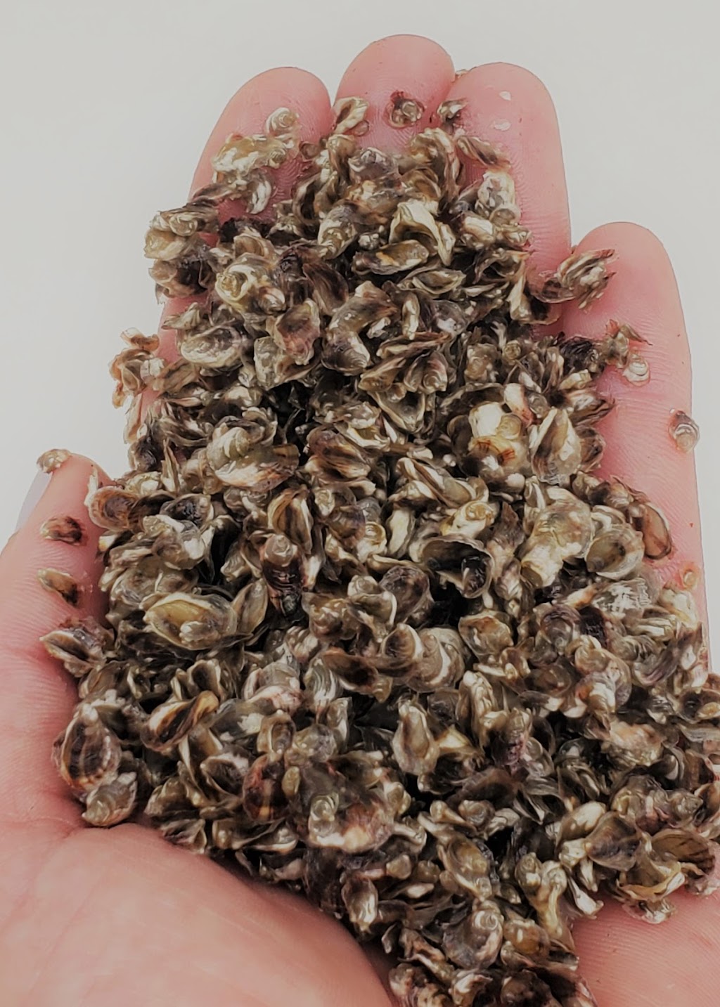 Nova Harvest Ltd. | 100 Pachena Rd, Bamfield, BC V0R 1B0, Canada | Phone: (250) 728-3848