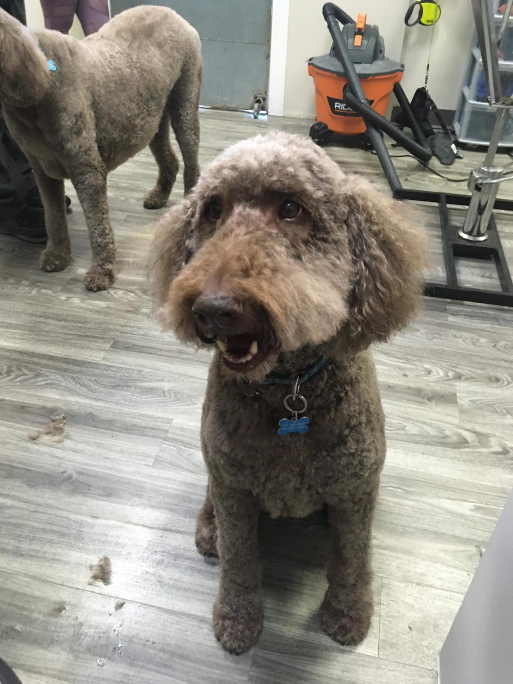 Spawsys Dog Grooming | 275 Av Elm #11, Beaconsfield, QC H9W 2E4, Canada | Phone: (514) 505-4769