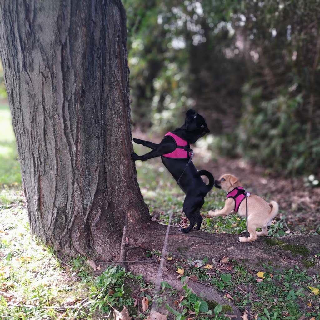 Kanata Dog Sitter & Walker | 243 Tandalee Crescent, Kanata, ON K2M 0A1, Canada | Phone: (613) 663-5702