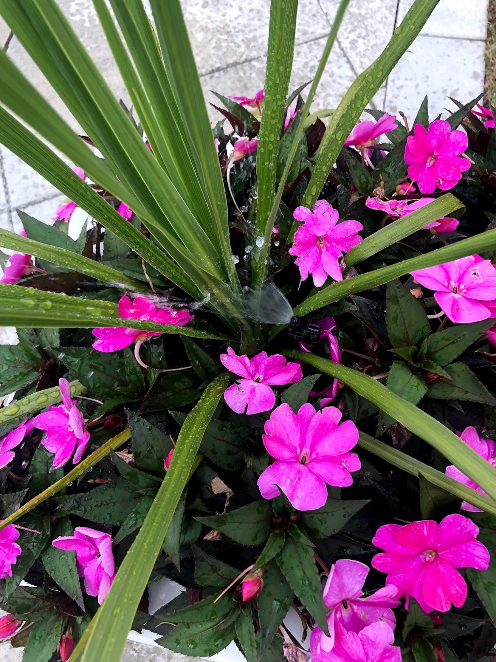 LA irrigation | 85 Maple Valley St, Brampton, ON L6P 2H3, Canada | Phone: (647) 939-2286