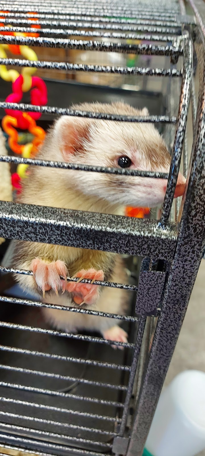 Treasured petz | 5875 Ferry St, Niagara Falls, ON L2G 1S8, Canada | Phone: (905) 228-3407