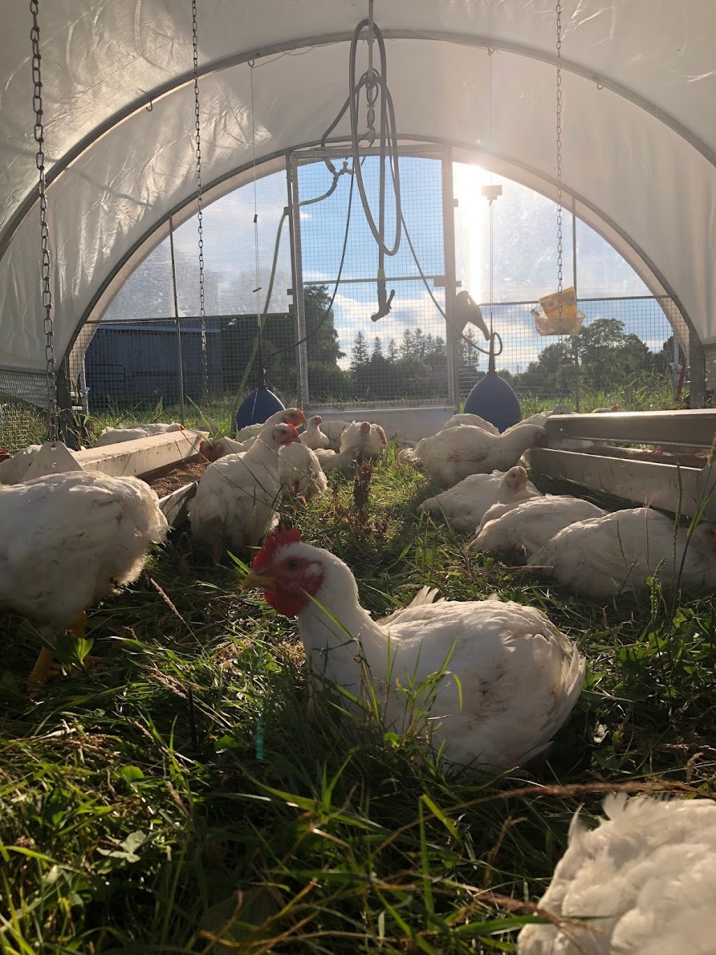 WindRose Farm | 516134 11 Line, Tavistock, ON N0B 2R0, Canada | Phone: (519) 533-7556