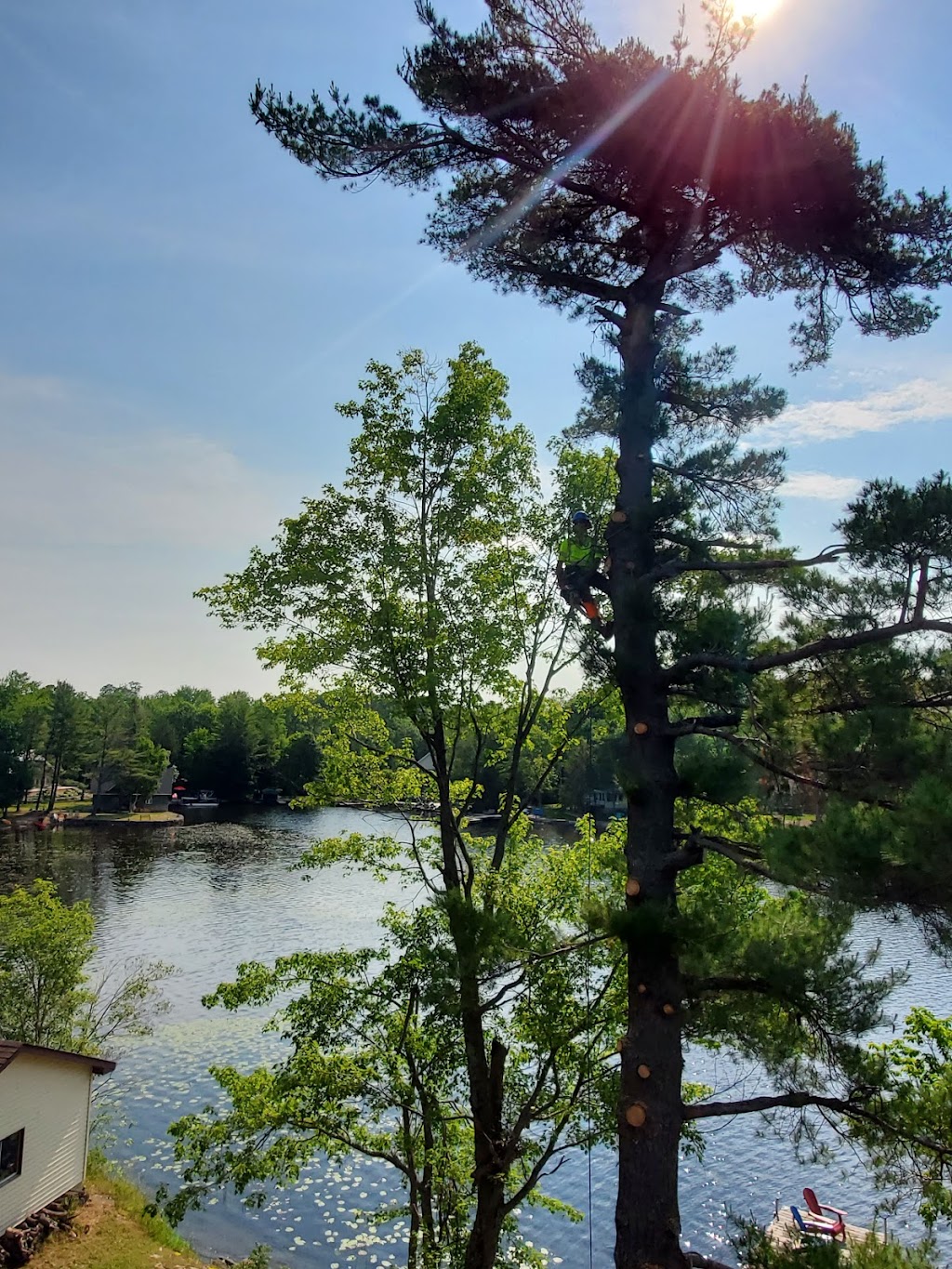 Top Tier Trees | 16 Arran Ct, Courtice, ON L1E 2E5, Canada | Phone: (289) 200-2292