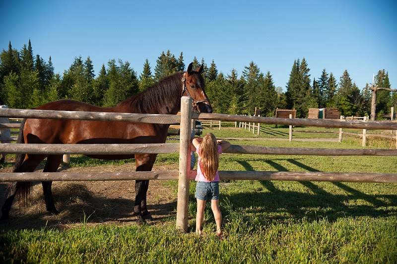 Horse Country Campground | 503 Rafting Rd, Foresters Falls, ON K0J 1V0, Canada | Phone: (613) 867-0585