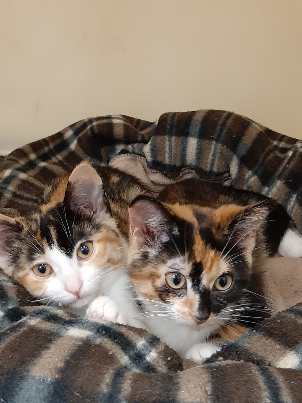 Mountainside Animal Clinic | 2491 Industrial St, Burlington, ON L7P 1A5, Canada | Phone: (905) 336-2347