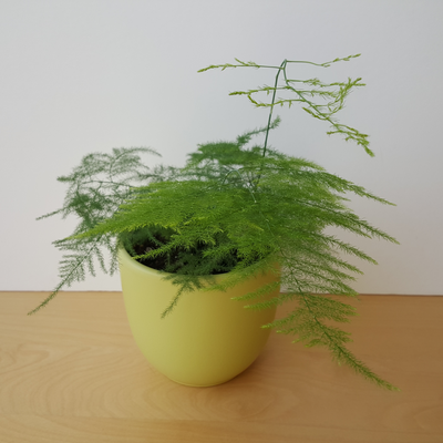 InteriorPlants.ca | 3092 Mavis Rd, Mississauga, ON L5C 1T8, Canada | Phone: (416) 904-7344