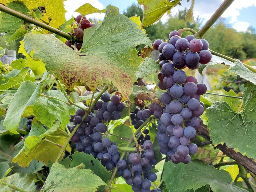 Grappes et Délices | 33 Mnt Ranger, Thurso, QC J0X 3B0, Canada | Phone: (819) 985-0378