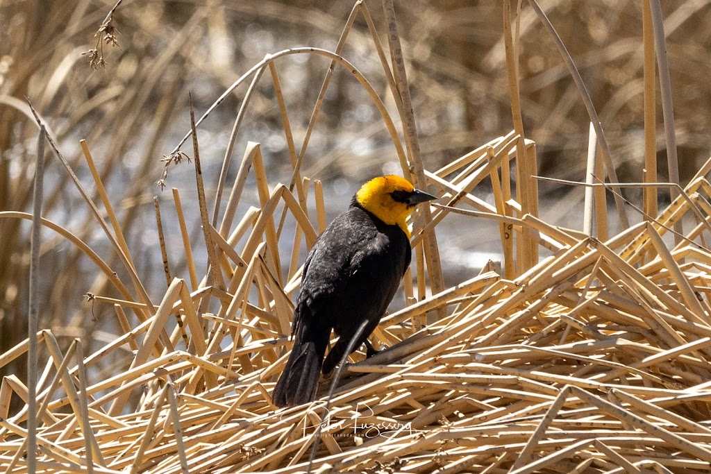 Frank Lake - Ducks Unlimited Conservation Site | Township Rd 190, Blackie, AB T0L 0J0, Canada | Phone: (403) 465-3310