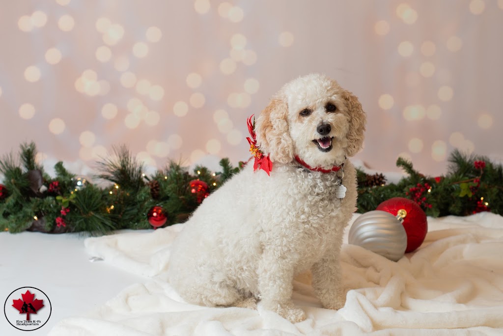 K9 Headquarters - Pembroke | 480 Boundary Rd E, Pembroke, ON K8A 6L3, Canada | Phone: (613) 735-0404