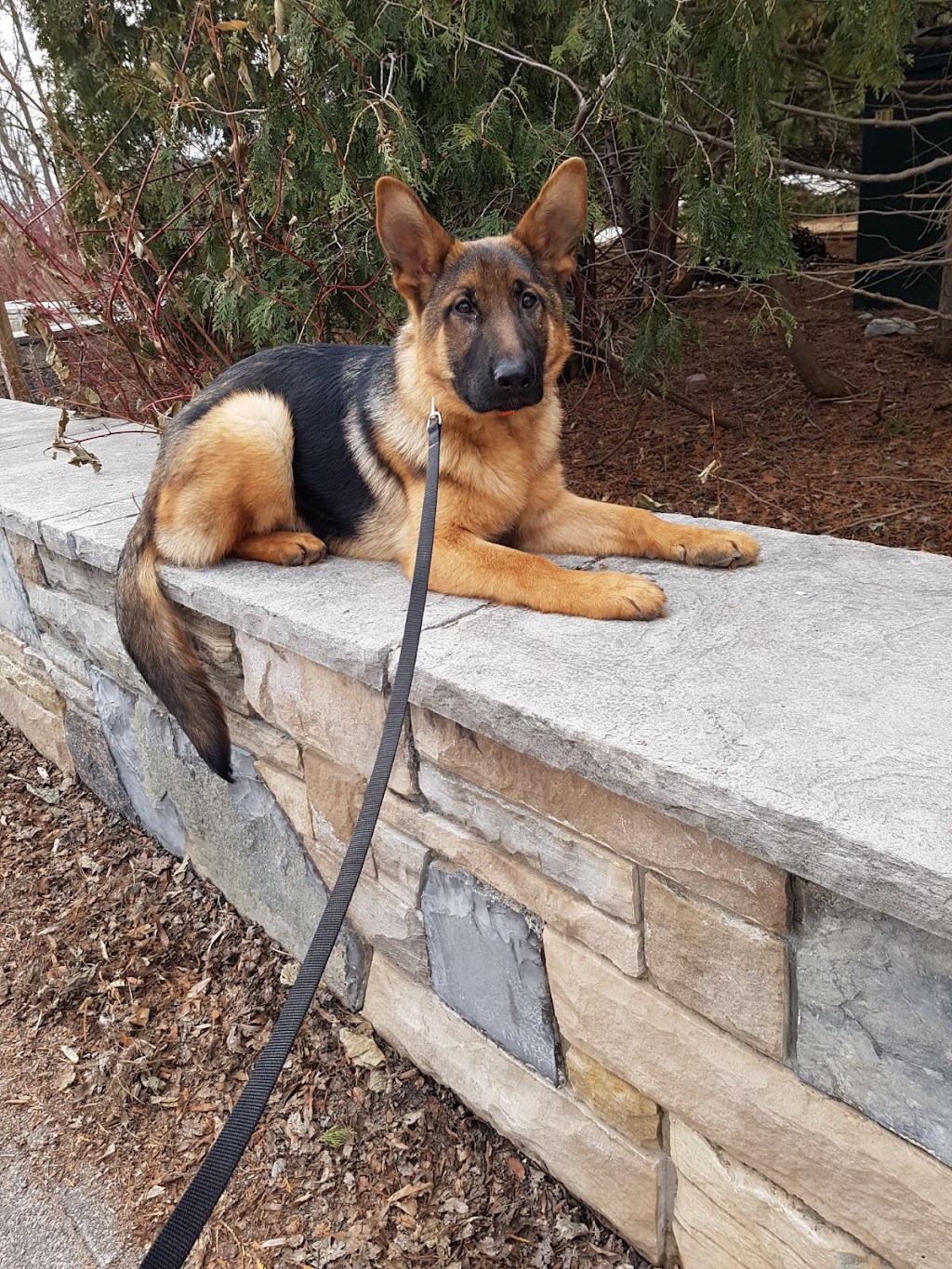 Complete K9 Care | 631 Second Line Rd, Bailieboro, ON K0L 1B0, Canada | Phone: (705) 760-4279