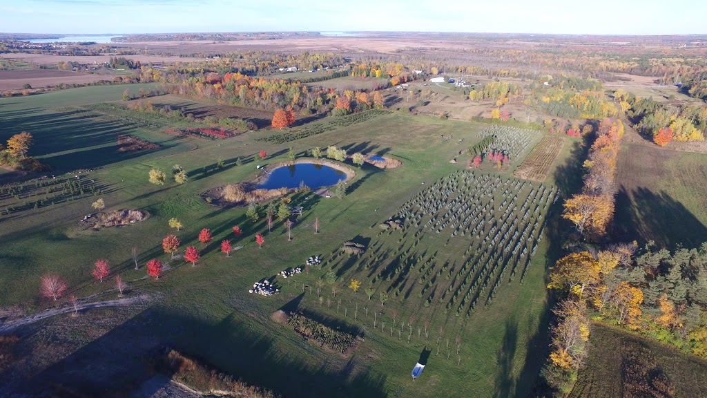 Eastview Tree Farm | 12351 Old Simcoe Rd, Port Perry, ON L9L 1B3, Canada | Phone: (647) 229-2689